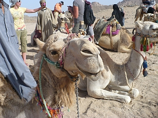 camels_safari_egypt