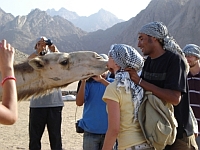 feeding_camels_in_egypt_safari_funny